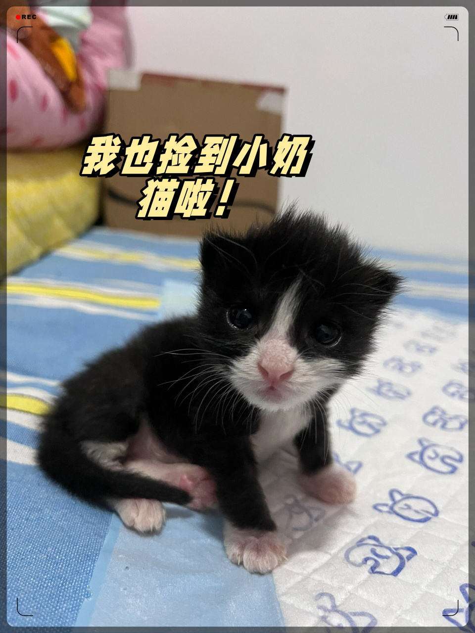 壮崽已经快六个月了!从小鼻嘎长成贴心大暖男了!