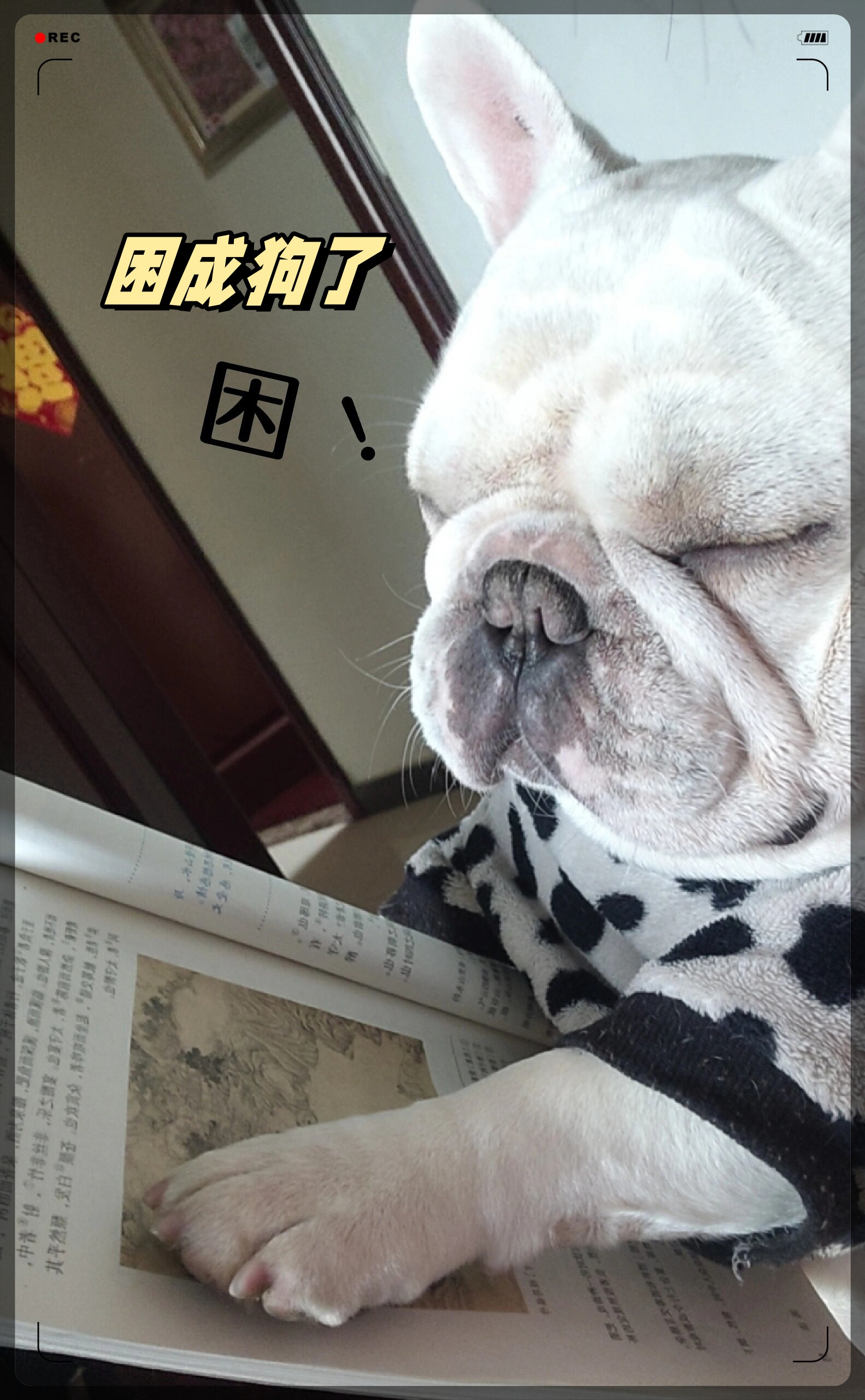 困成狗了  我家狗一拿到书就困,像极了上学时的自己#我的萌宠