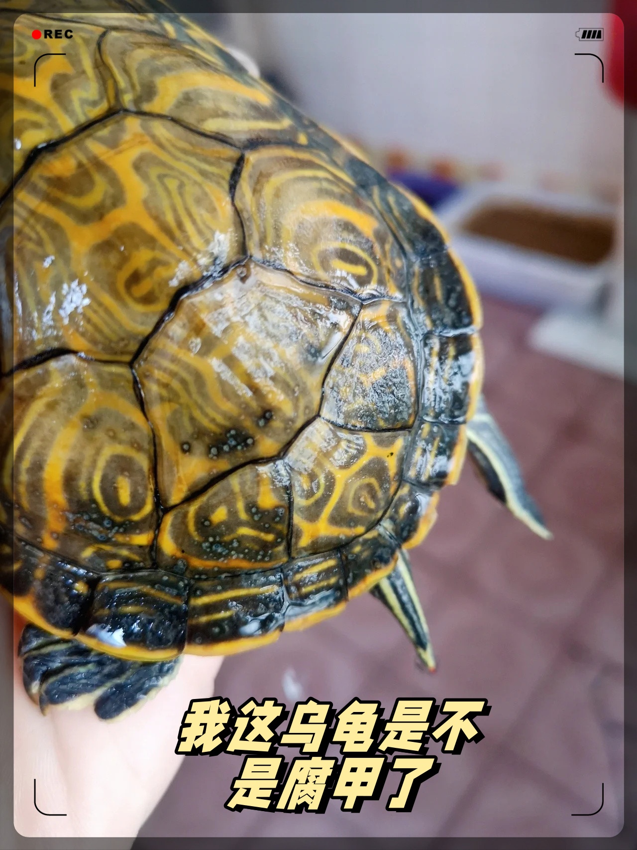 我这乌龟是不是腐甲了