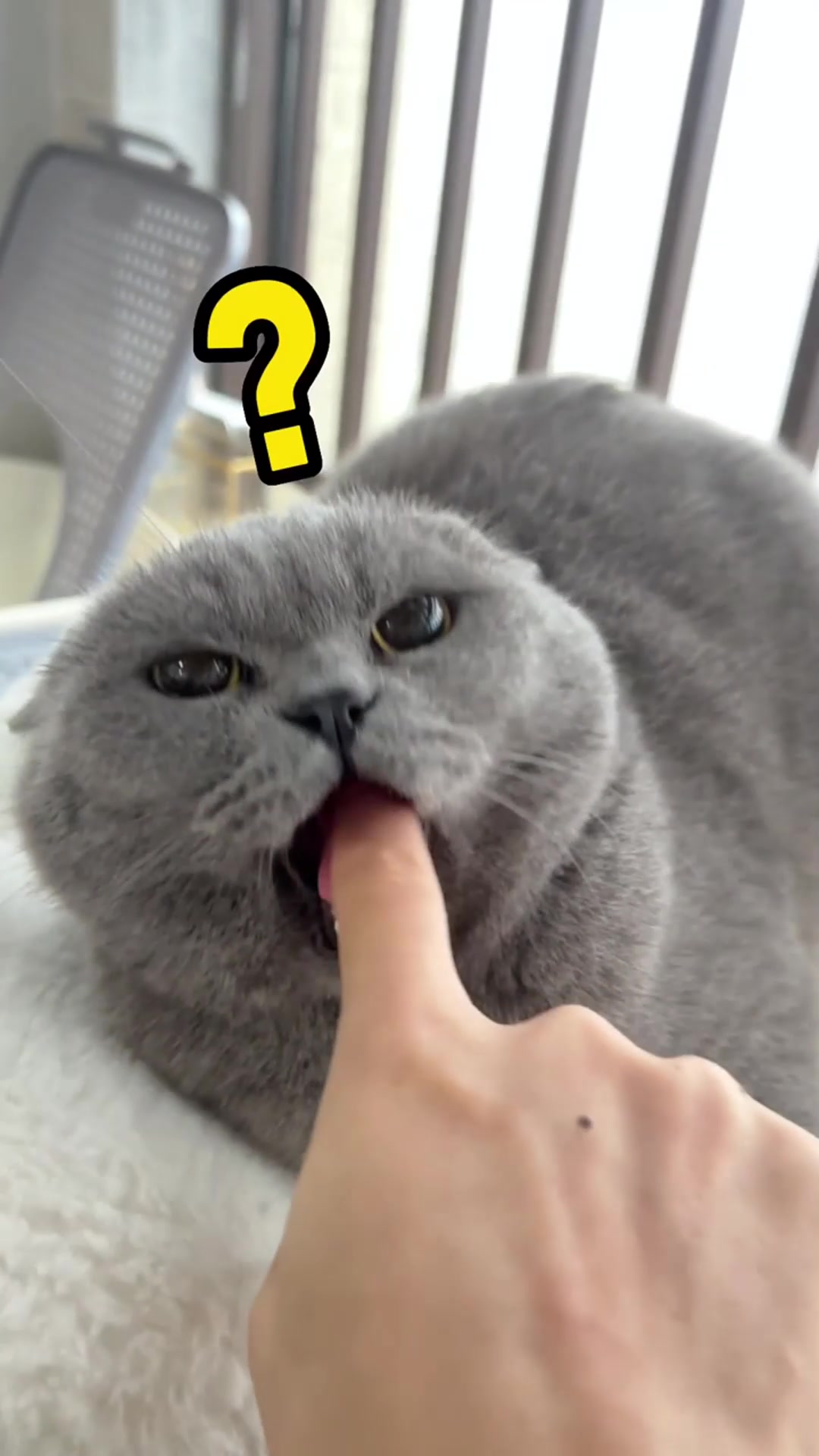 猫咪的搞笑瞬间,萌到不行