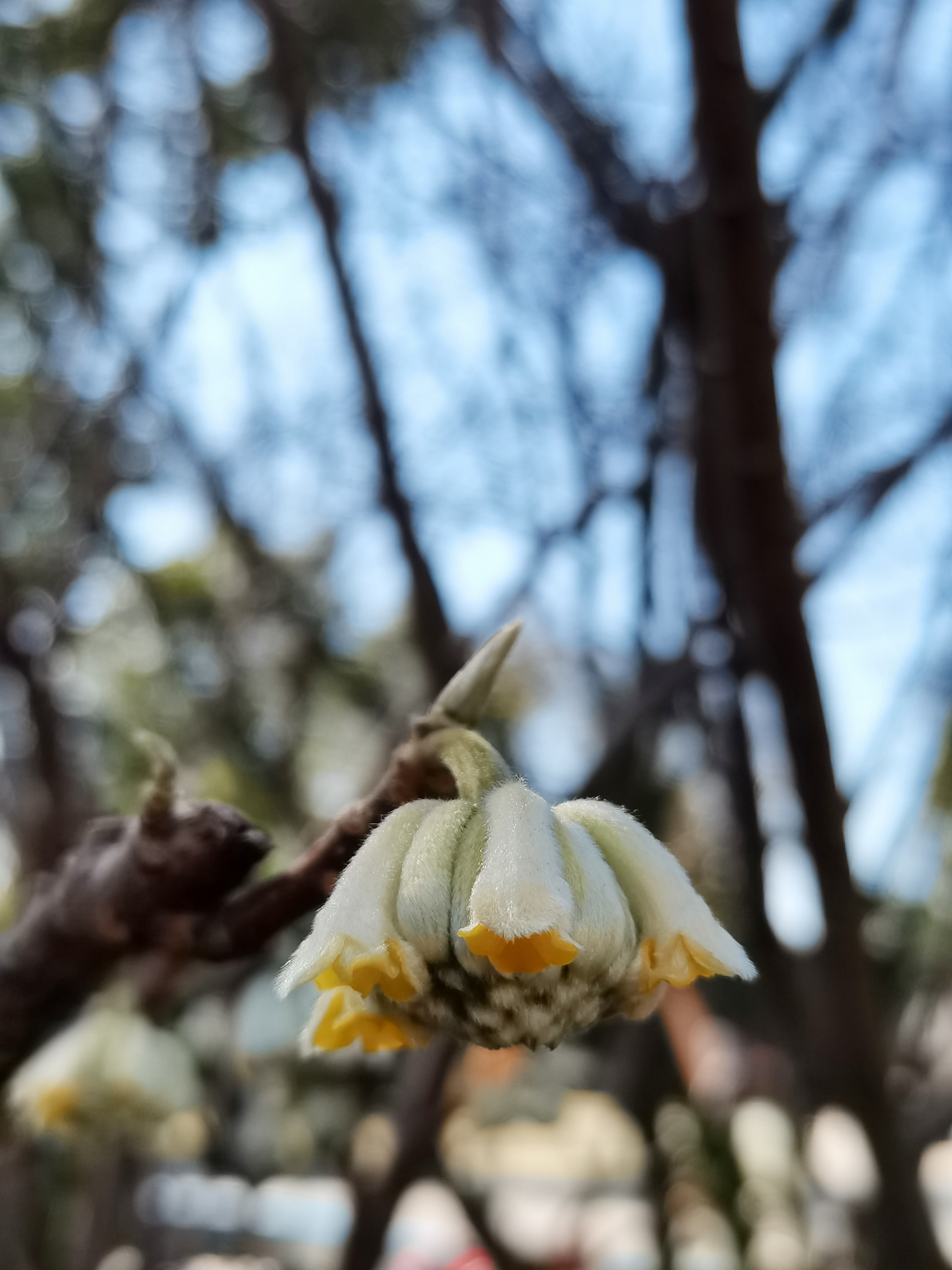 结香(打结花,打结树,黄瑞香) 瑞香科,结香属植物