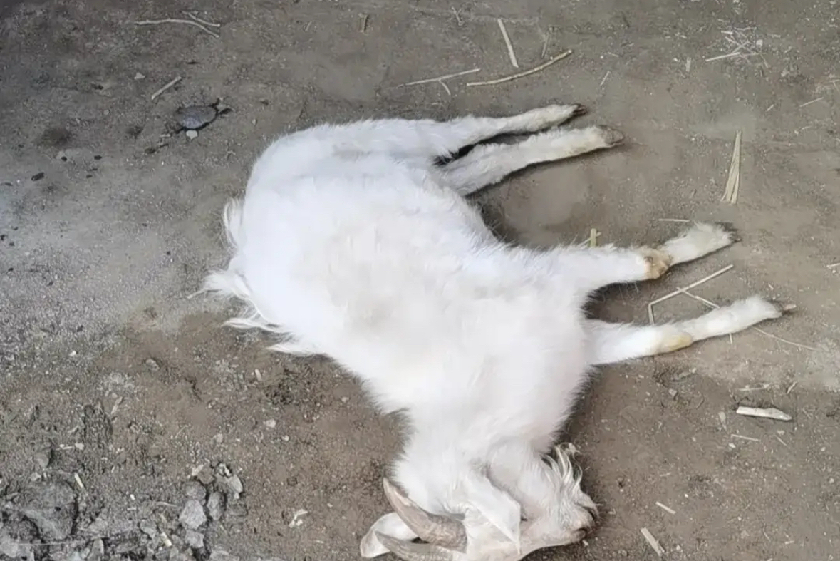 今天下午开车走亲戚回来,在回来的路上,不小心撞死一只羊