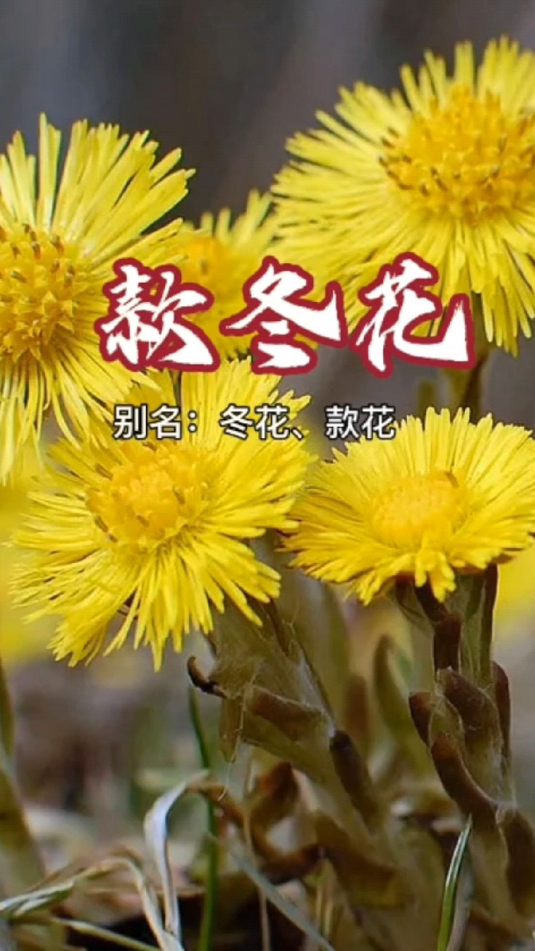 款冬花看看你们认识吗