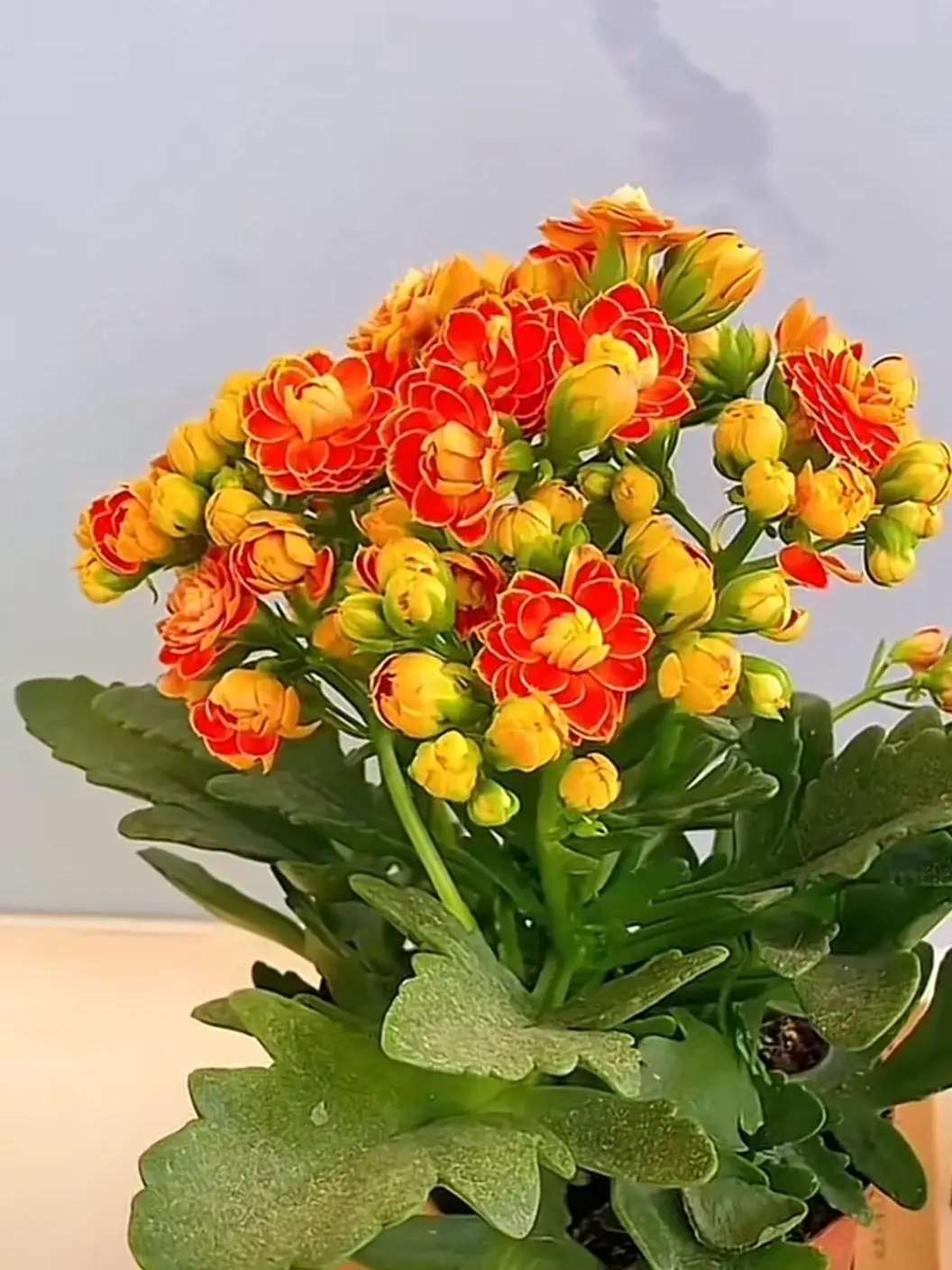 人活着要接受自己,停止内耗,悲喜自渡,其他人爱莫能助