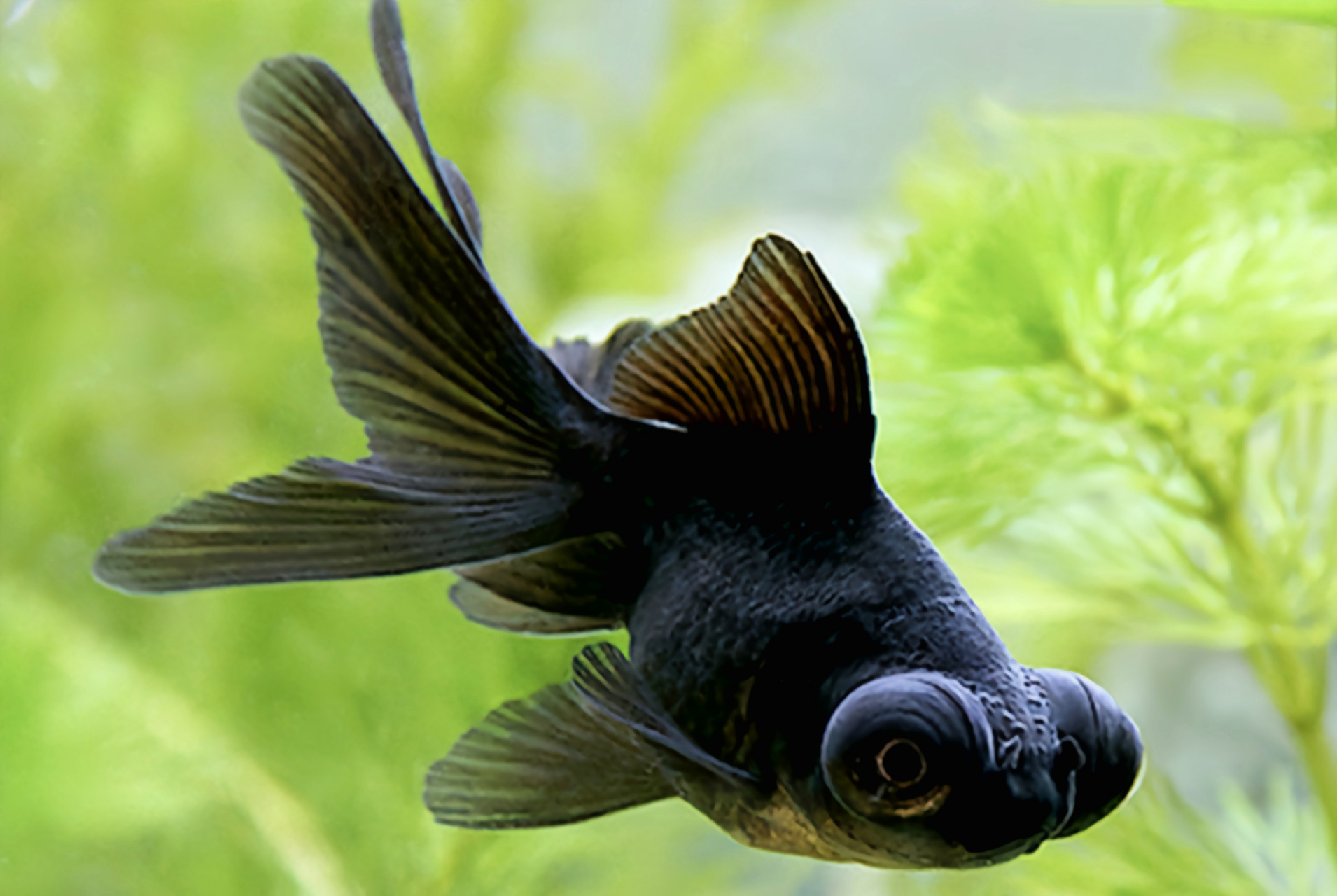 ps:如果饲养不当,黑龙睛金鱼会褪色为红龙晴金鱼.(图片来自网络)