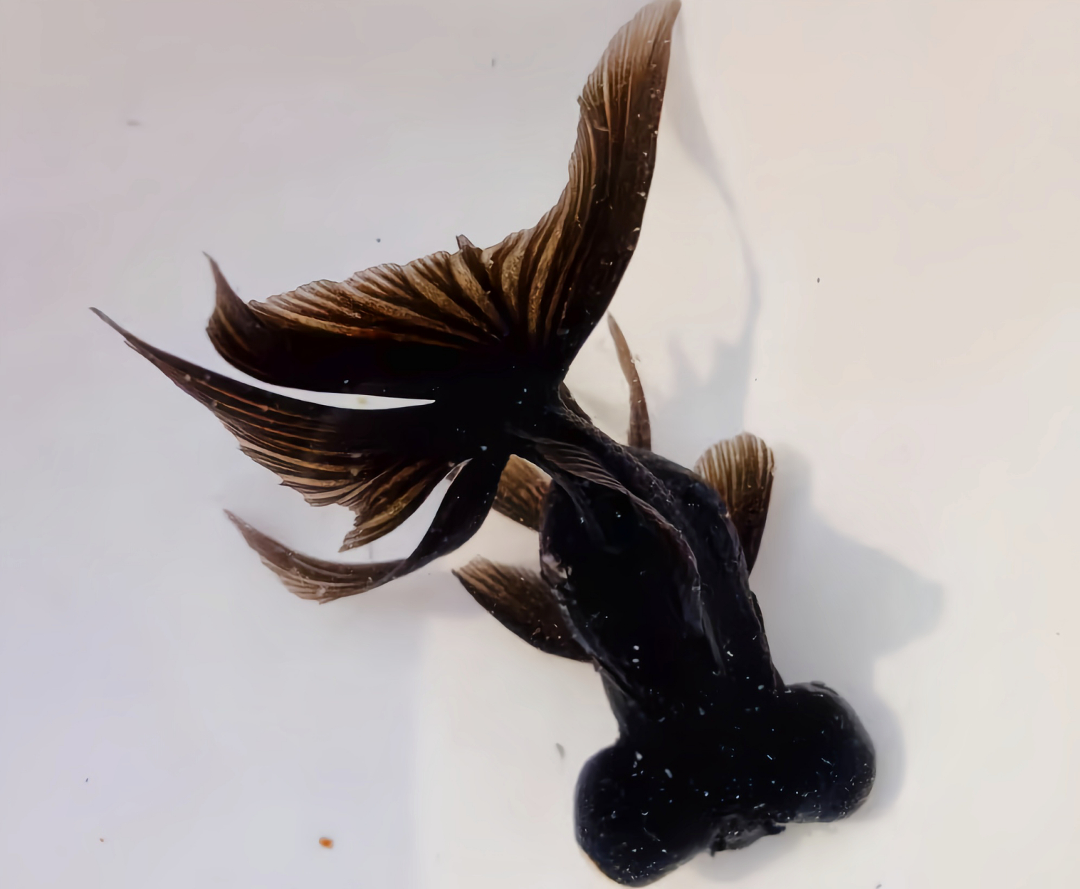 ps:如果饲养不当,黑龙睛金鱼会褪色为红龙晴金鱼.(图片来自网络)