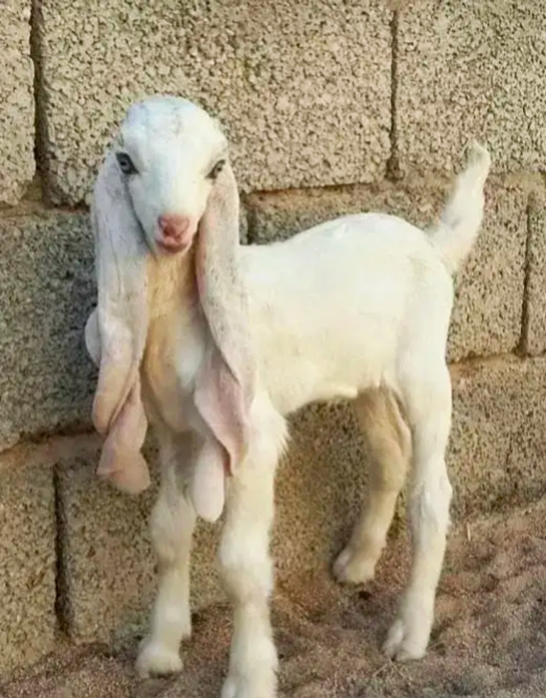 大眼睛,长睫毛,波浪卷发,苗条,骨干,端庄优雅.