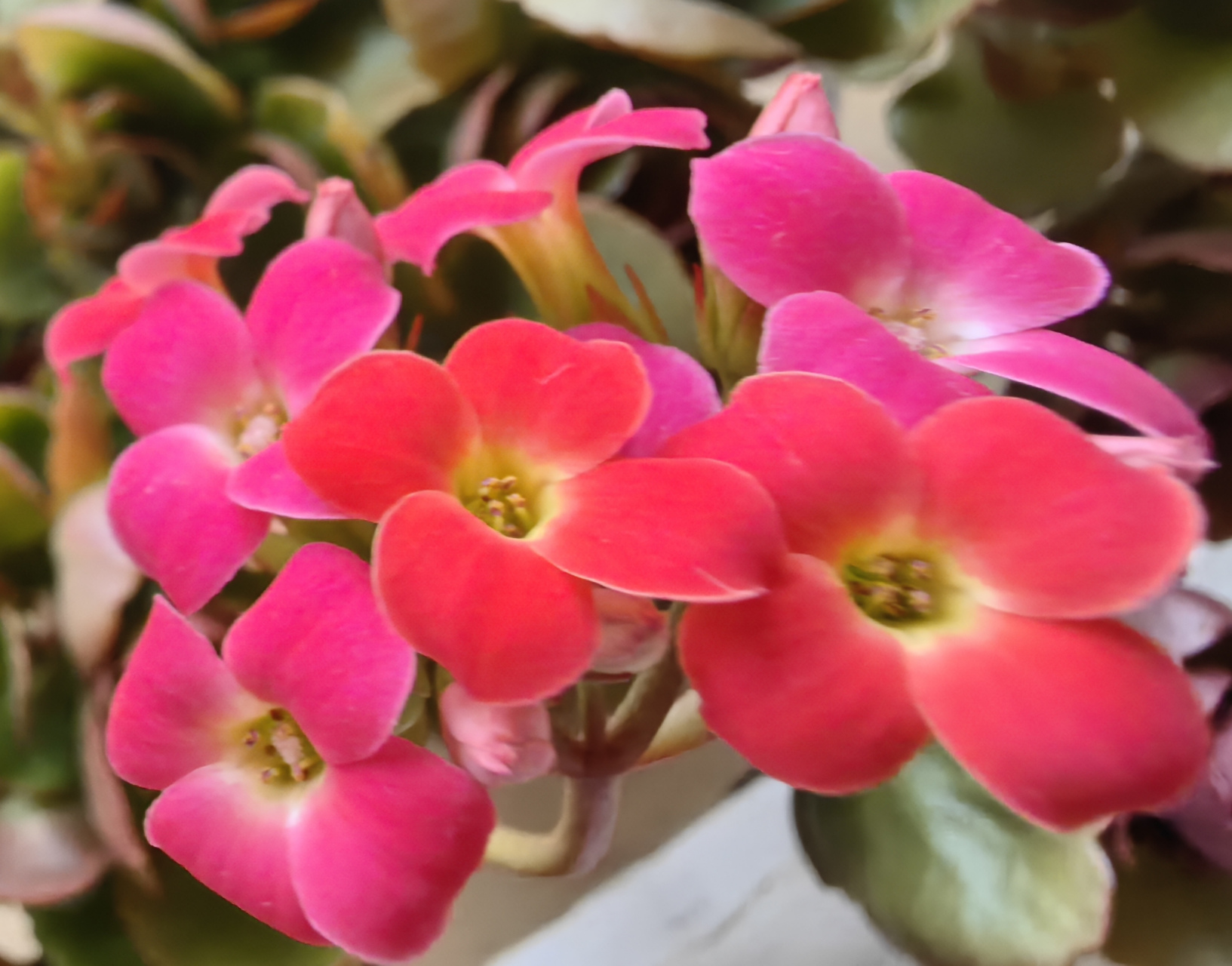 感恩这些春节前后绽放的长寿花,  让屋里充满了明媚的春光,  也增添了