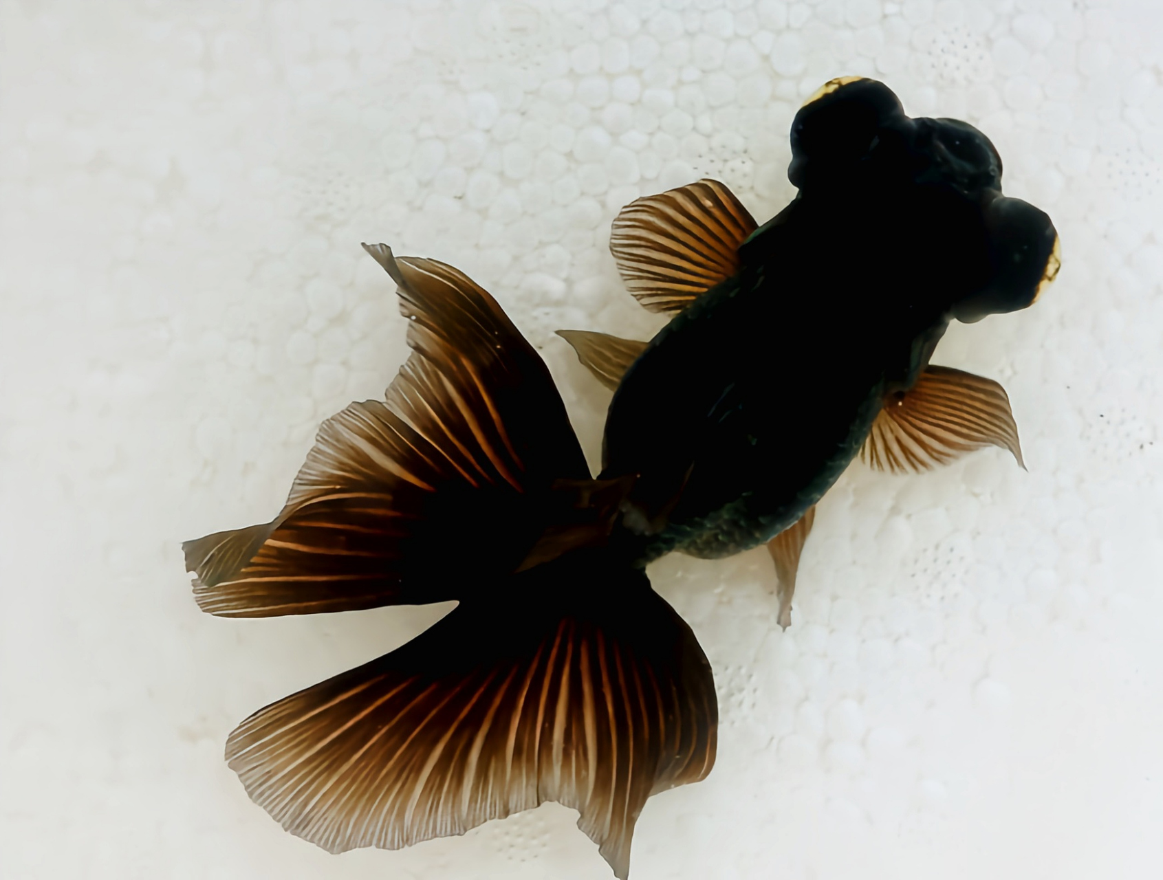 ps:如果饲养不当,黑龙睛金鱼会褪色为红龙晴金鱼.(图片来自网络)