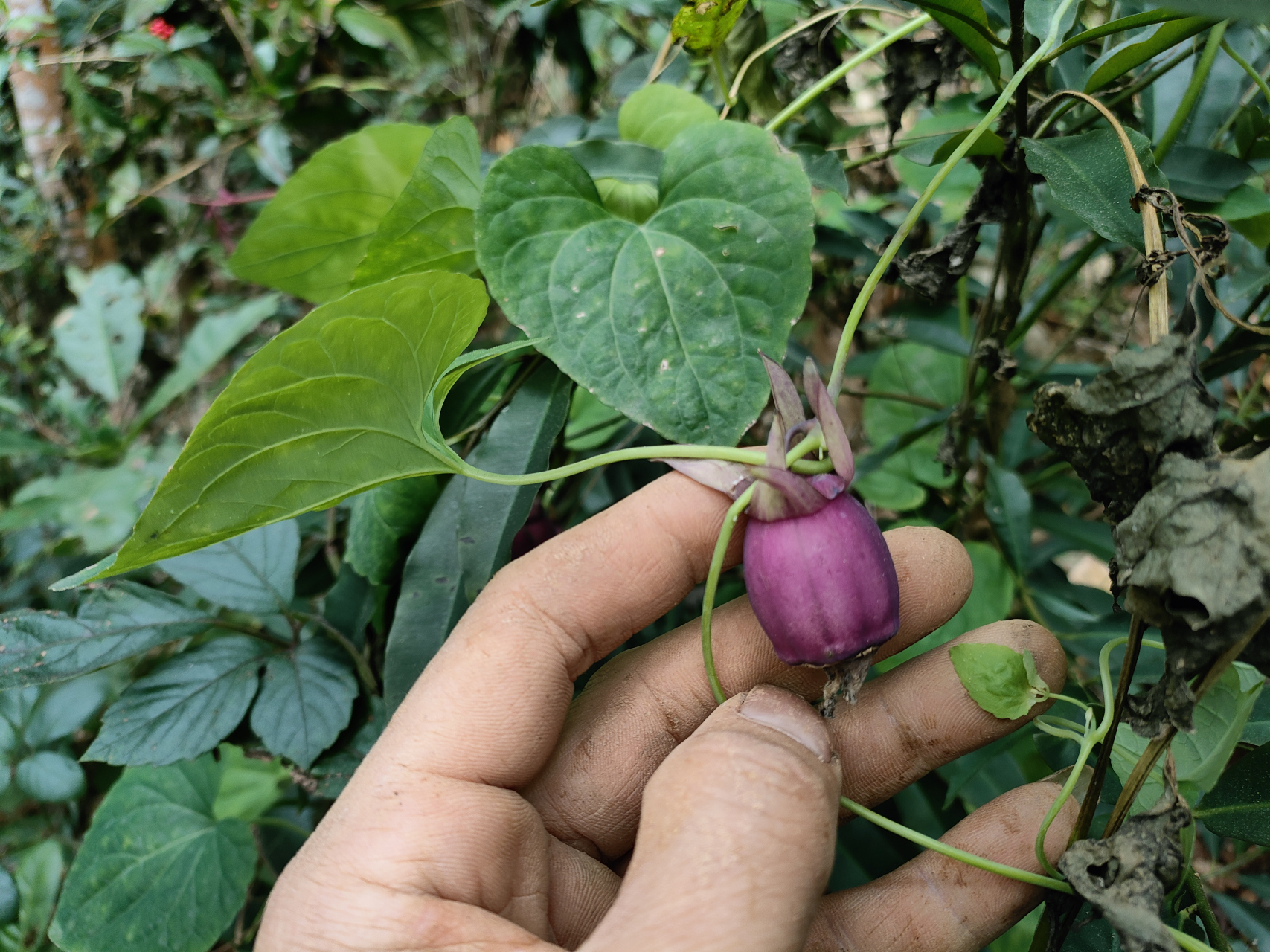 旅拍中国年# 野生党参种