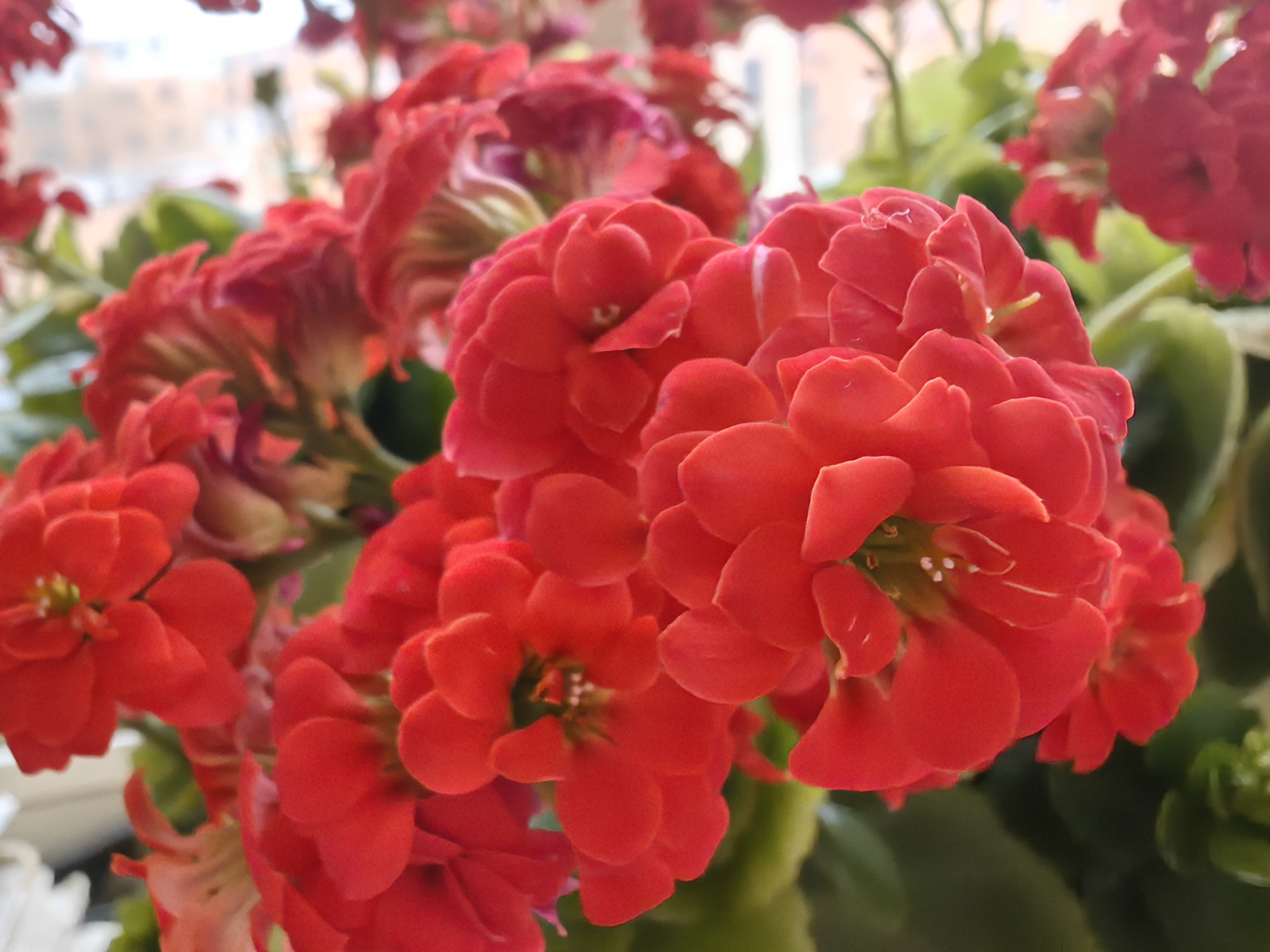 感恩这些春节前后绽放的长寿花,  让屋里充满了明媚的春光,  也增添了