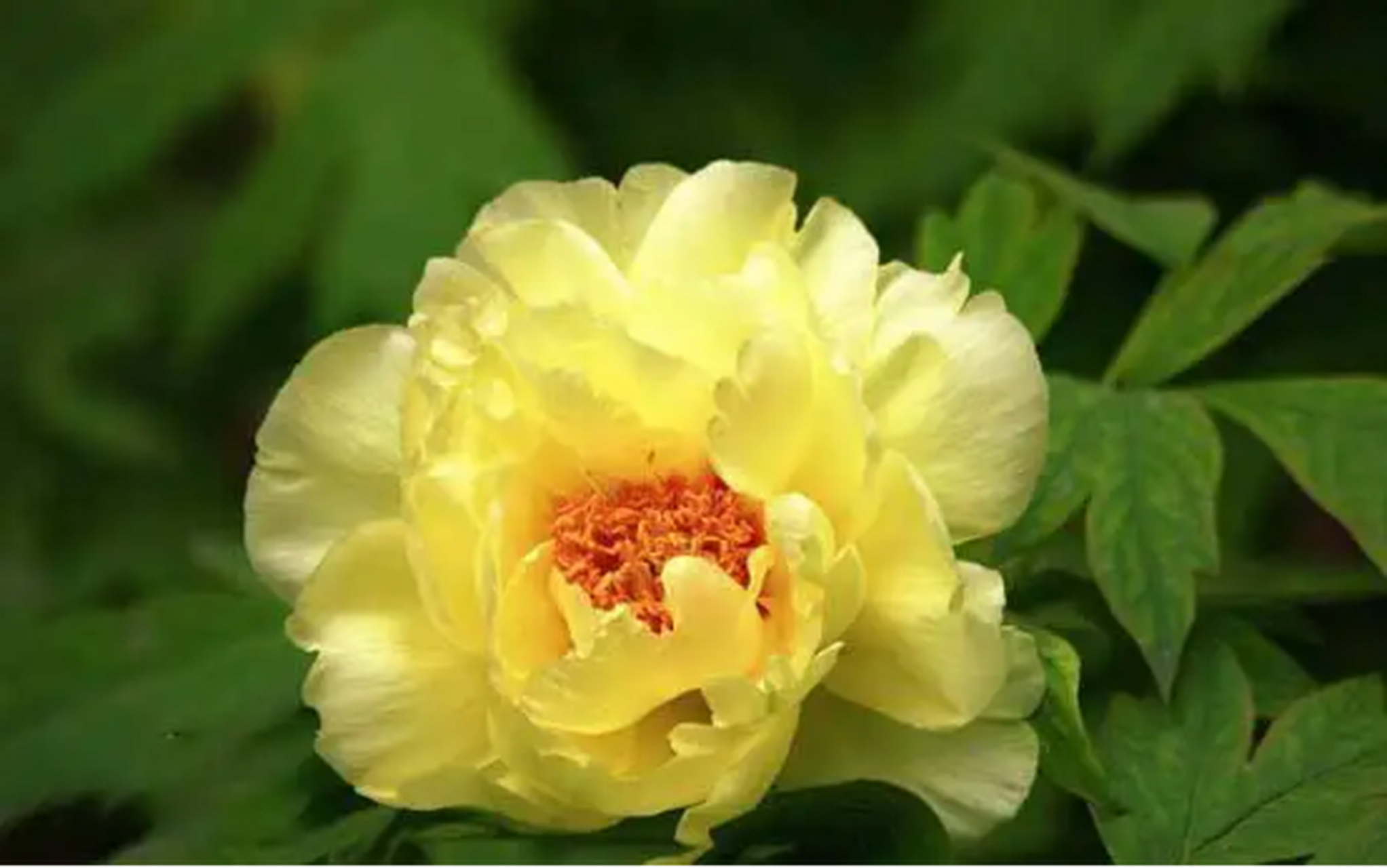 野生牡丹在中国分布广泛,有紫斑牡丹,四川牡丹,狭叶牡丹和黄牡丹等