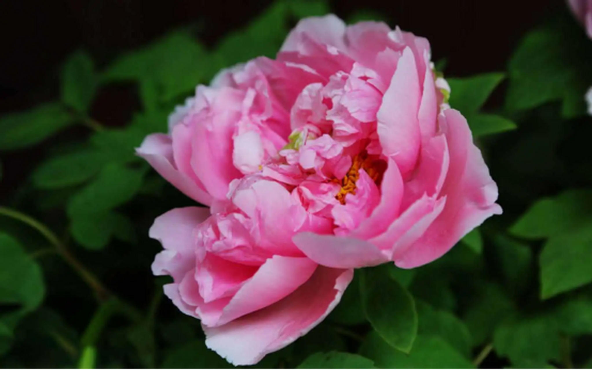 野生牡丹在中国分布广泛,有紫斑牡丹,四川牡丹,狭叶牡丹和黄牡丹等