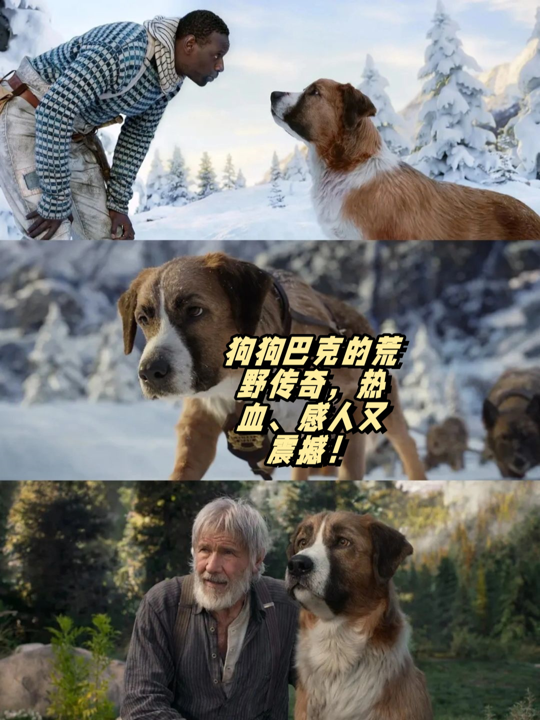 旷野之犬图片