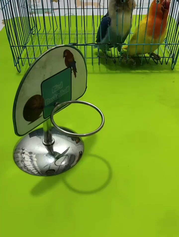 和鹦鹉一起打篮球吧