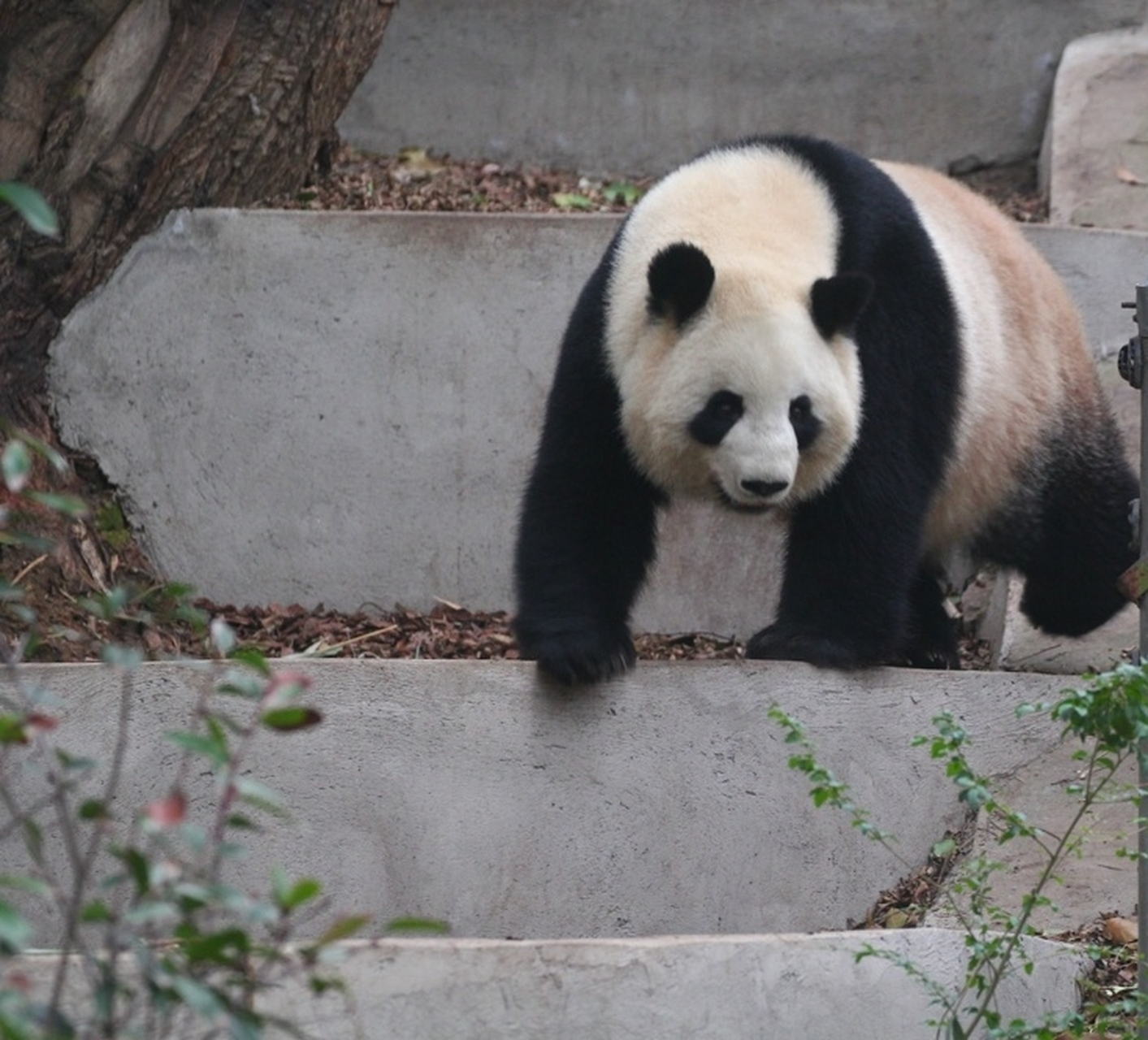 大熊猫娇淼淼下台阶, 大脸淼淼, 又胖又白.
