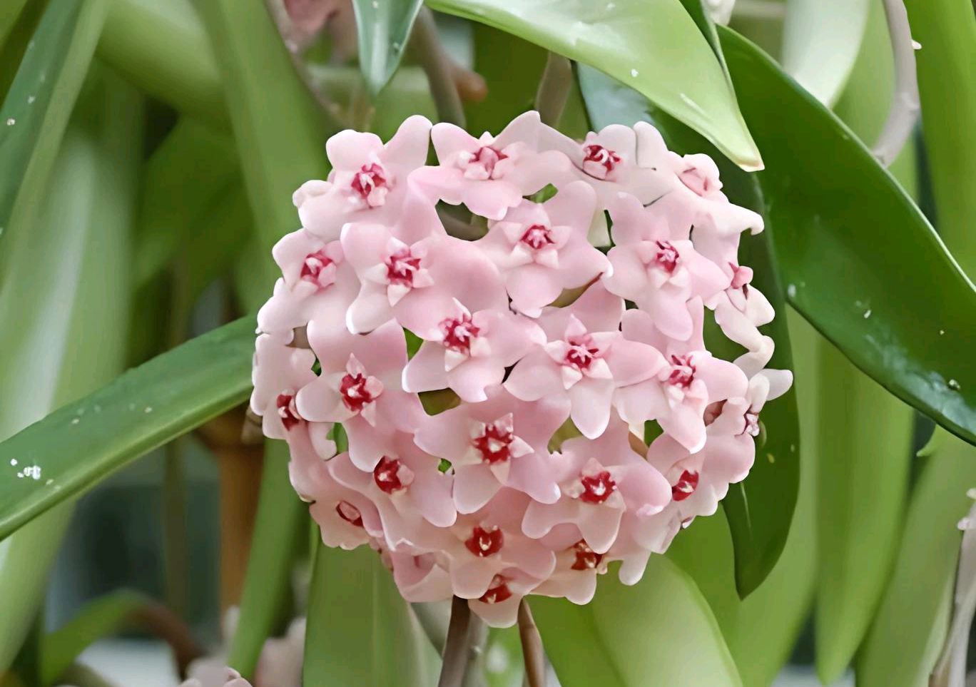 球兰的修剪技巧,让你的球兰花开满枝头