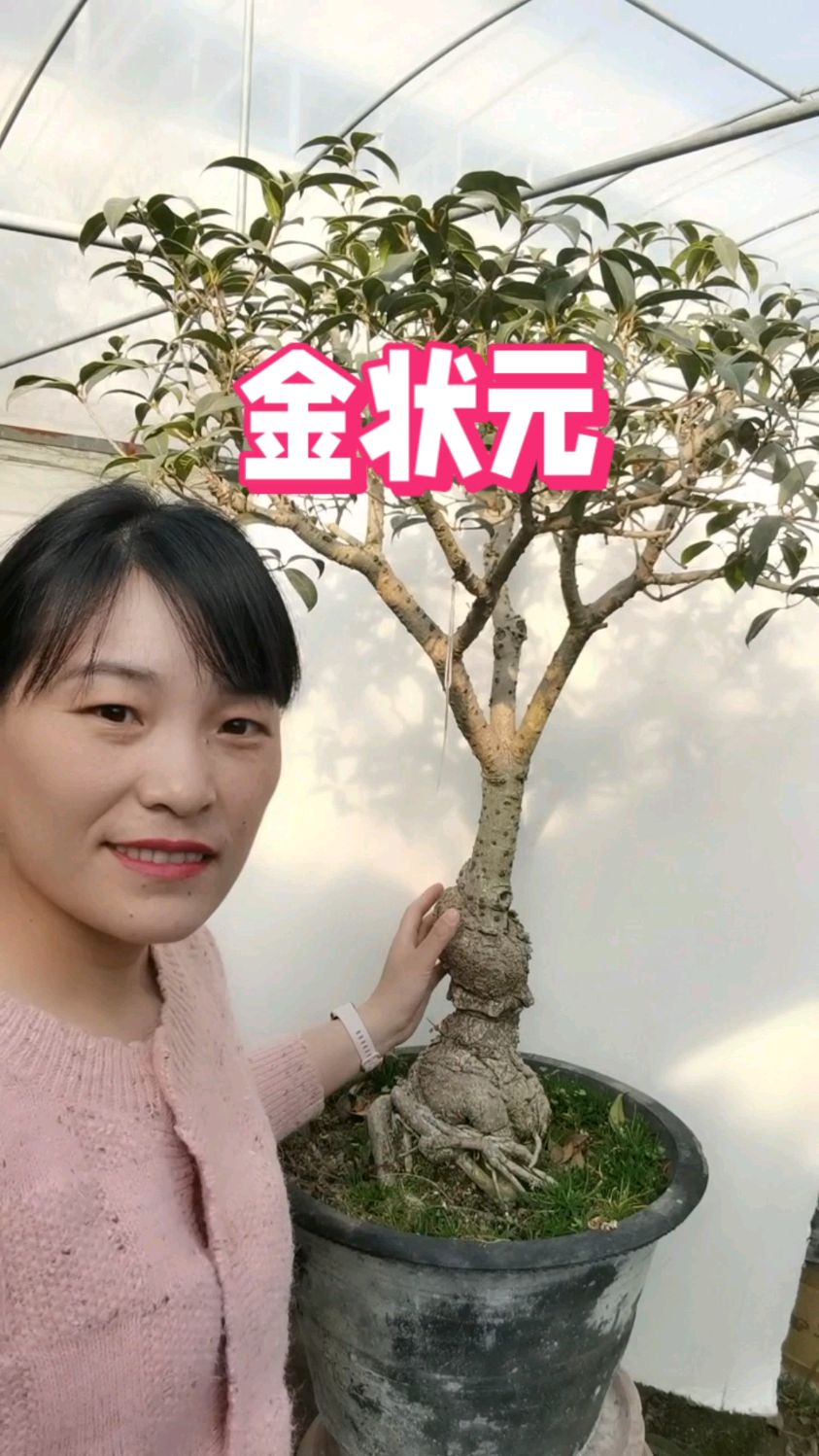 金状元桂花开花图片图片