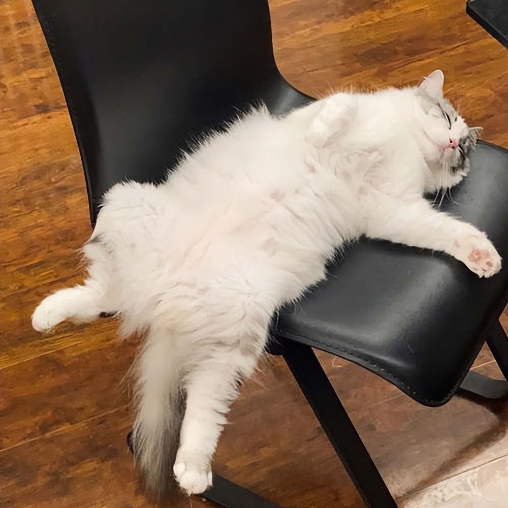 猫咪"四脚朝天"躺地上,不是跟你玩,而是在给你信号