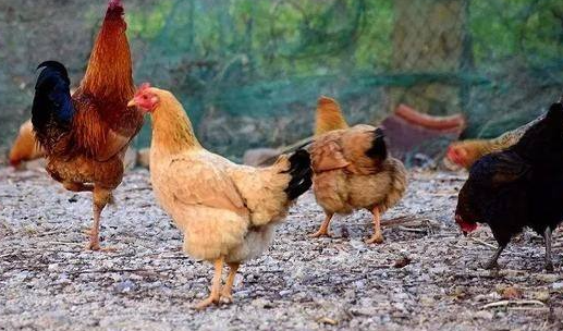 回顾山村出现怪事全村100头牛消失不见真相令人啼笑皆非