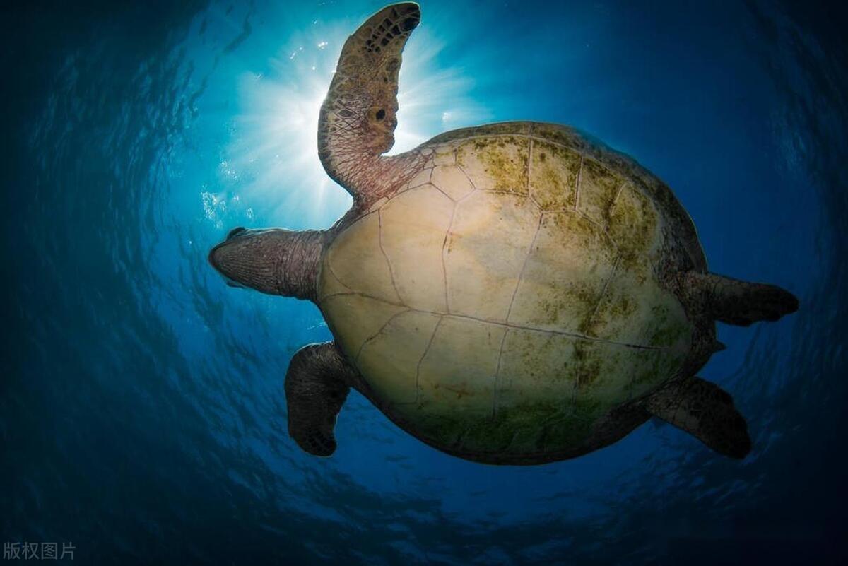 标题:海龟助渡男子,精彩海龟斗鲨纹影(14)