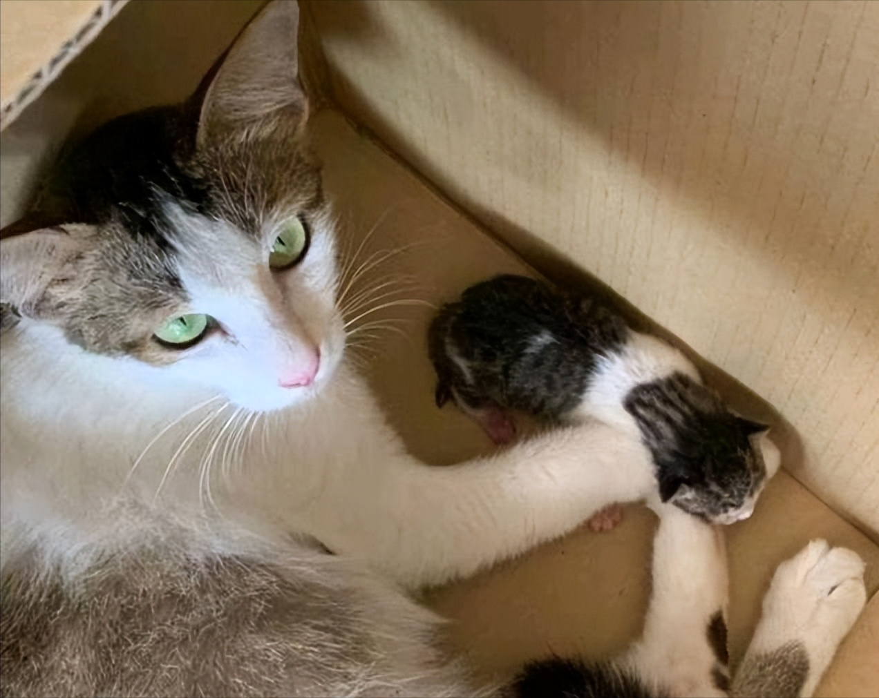 为什么母猫会给你"叼幼崽"?这几个原因多了解一下