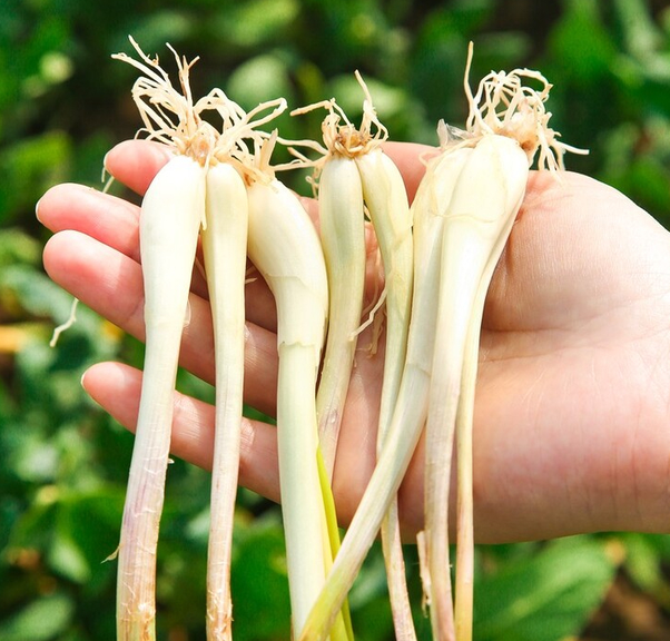 春季野菜"银不换"!这菜抓紧吃,称为"菜中灵芝",常吃健脾胃