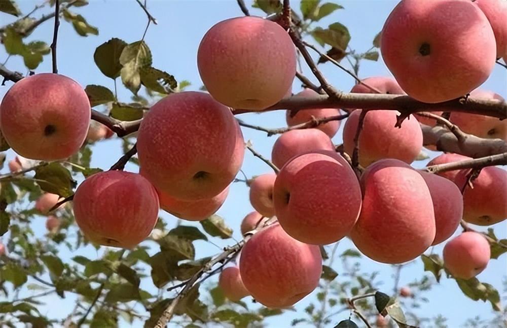 完整苹果树照片图片