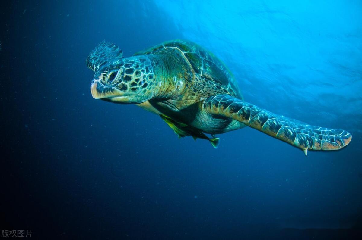 标题:海龟助渡男子,精彩海龟斗鲨纹影(14)