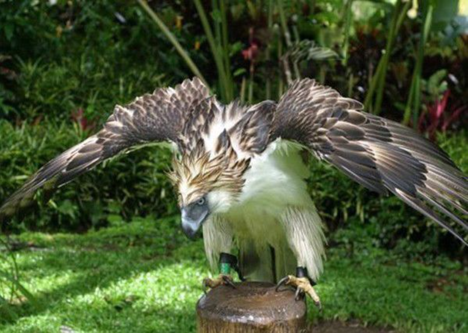真食猴鹰怎么抓猴子,飞进丛林一爪爆头!