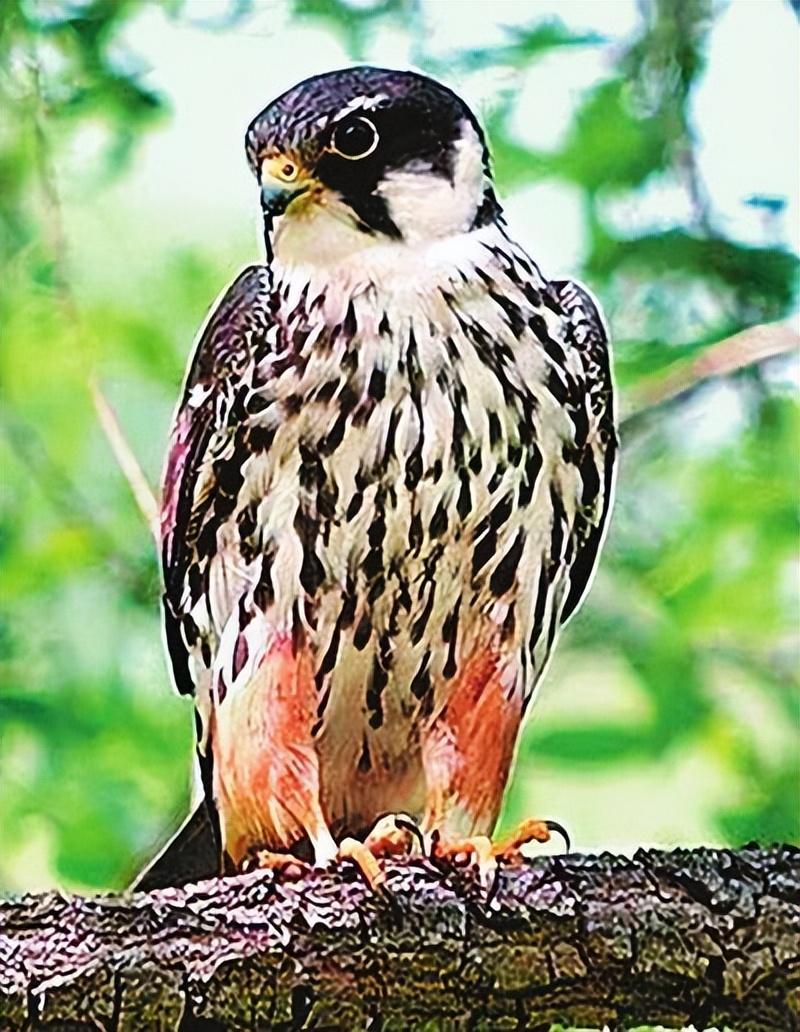 民警打开纸箱,一下子就看到了4只幼鸟,有两只浑身雪白,另外两只颈背呈