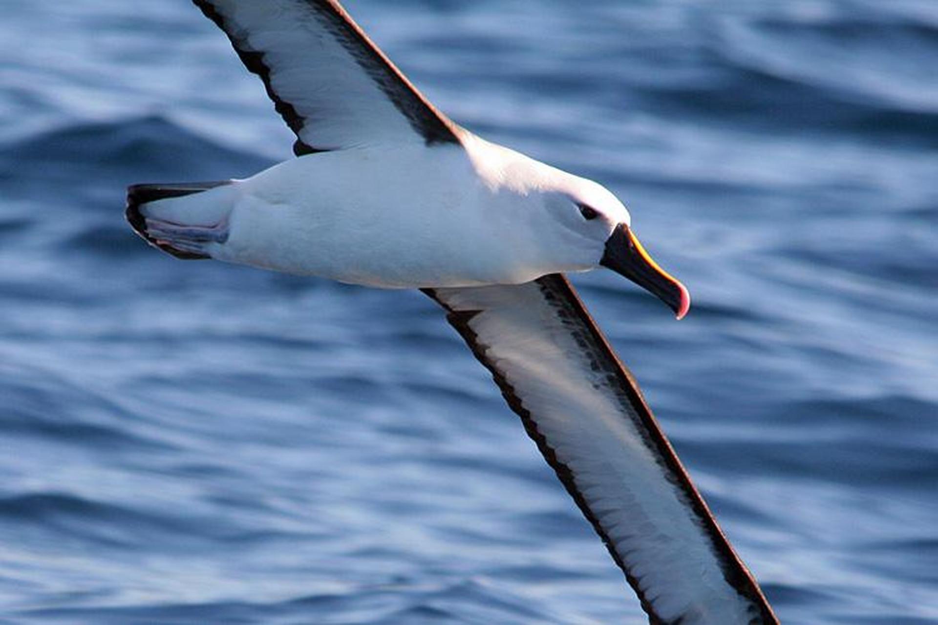 睡眠最少的十大动物通过不同的适应机制应对生活中的挑战,如特殊的