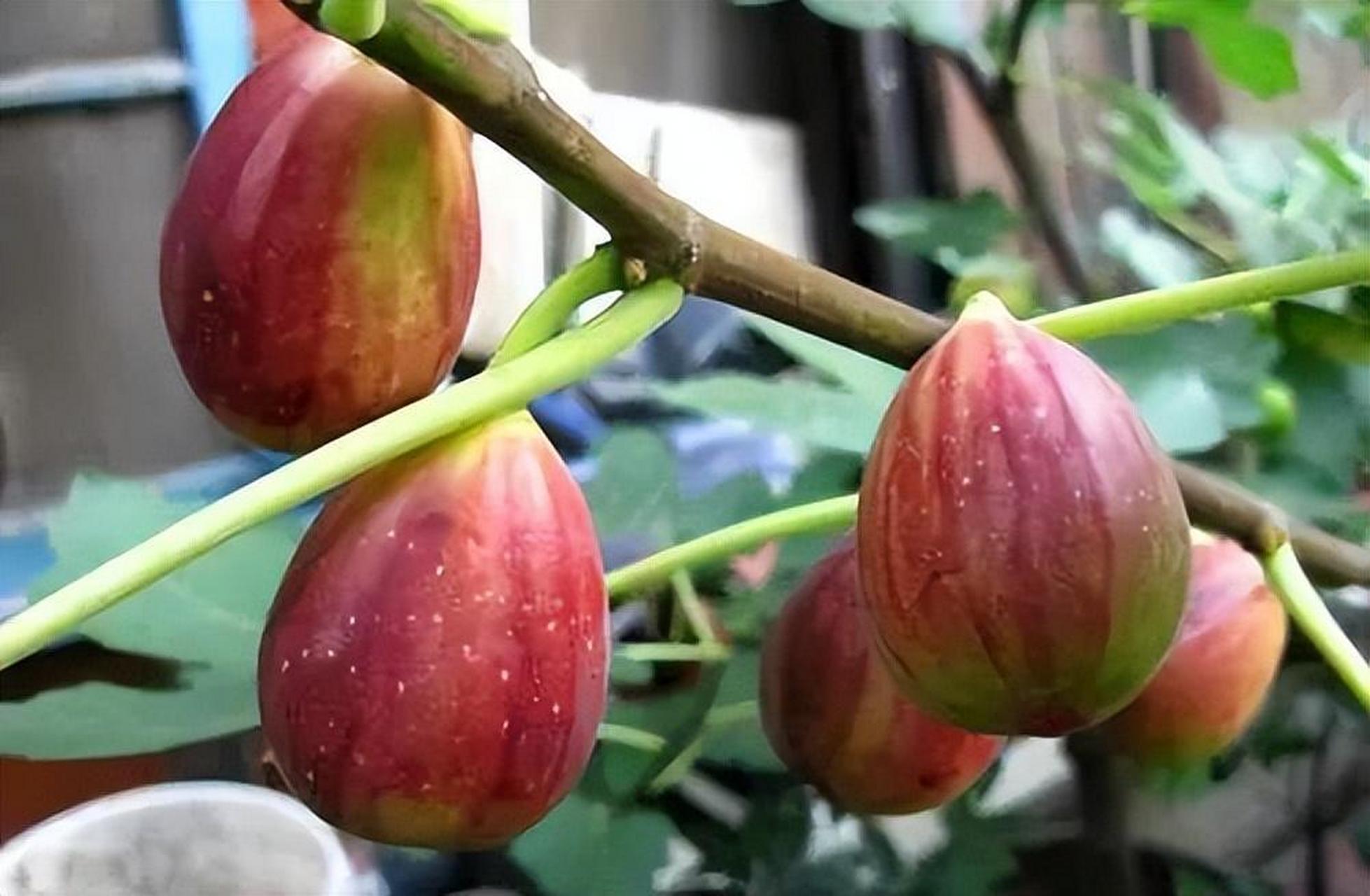 波姬红无花果,果实小,叶片大口感好营养足!