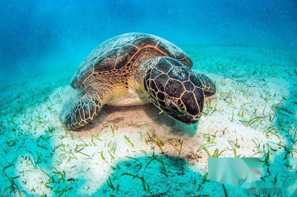 标题:海龟助渡男子,精彩海龟斗鲨纹影(14)