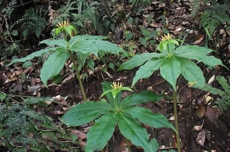 纪实:民间医生以毒蛇试毒炼成秘药,却被日本人盯上,结果如何?