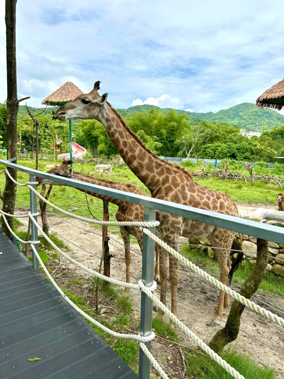 才19|比起深圳动物园,我更喜欢这里  99启程前往惠州罗浮山下的奇妙