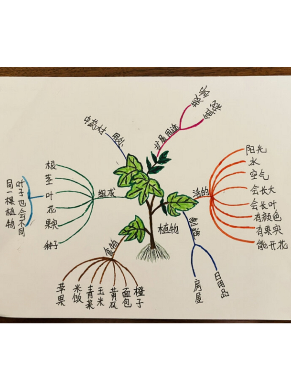 介绍一种植物思维导图图片