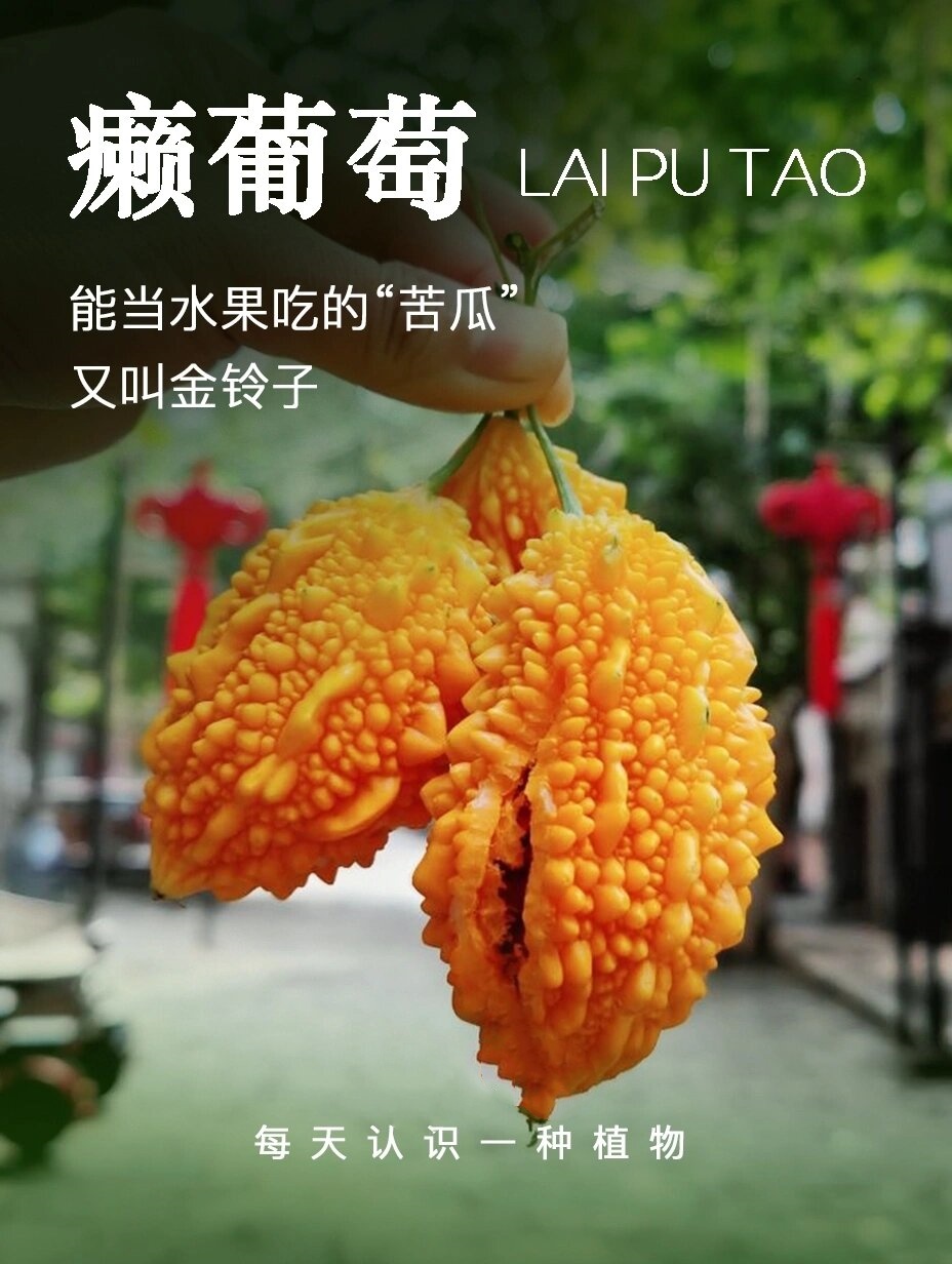 其实,这种苦瓜并不是我们平常吃的那种苦涩的苦瓜,而是一种新