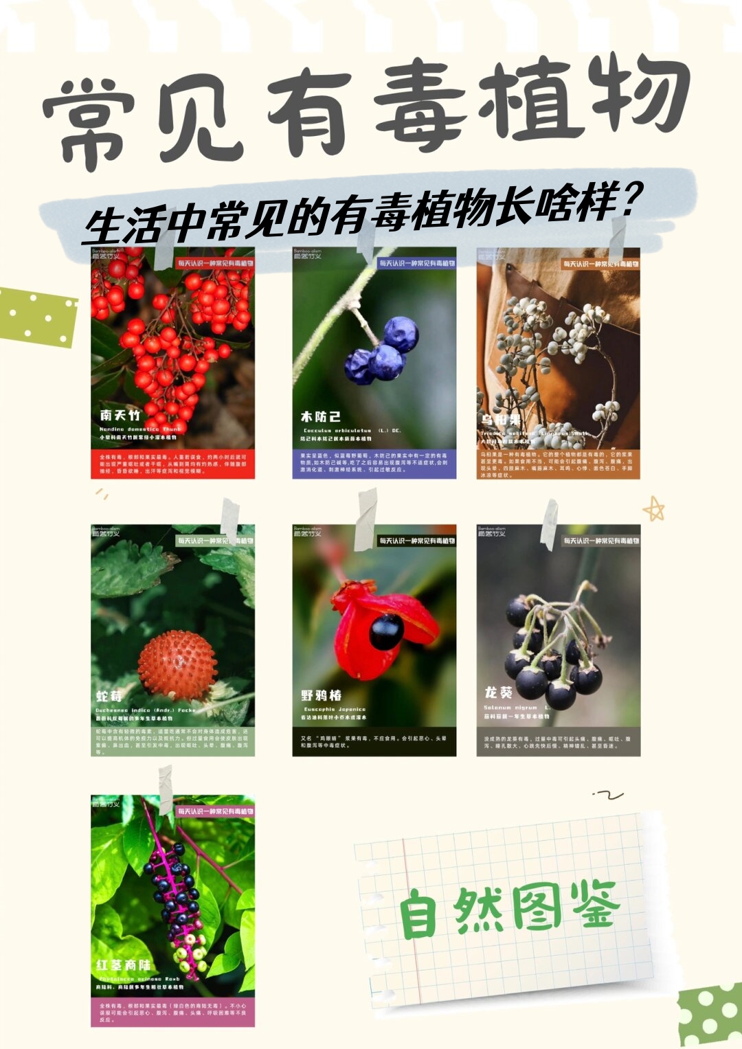 自然图鉴|生活中常见的有毒植物长啥样?  你知道吗?