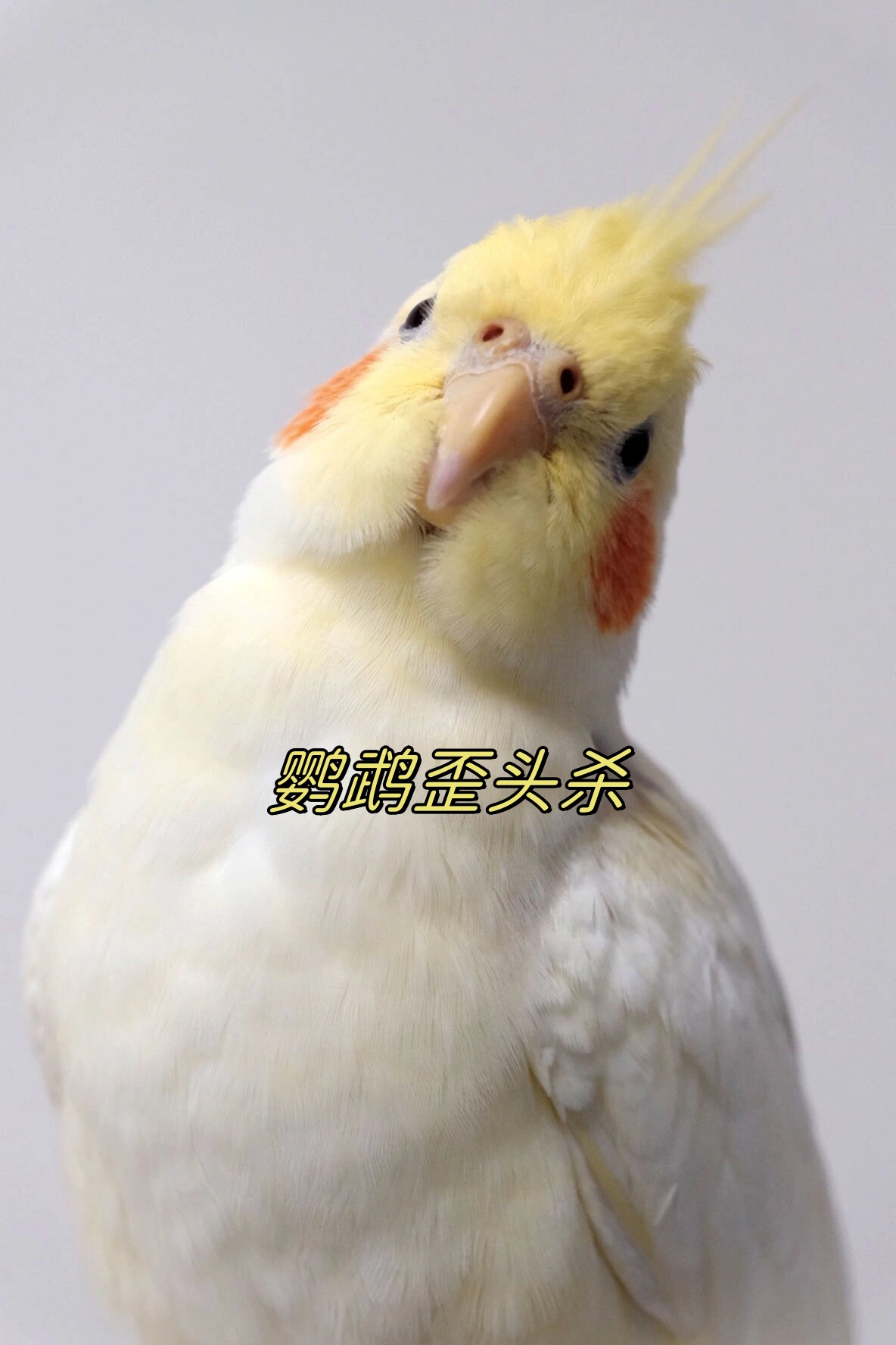 家里的鹦鹉给它拍照还会歪头太可爱了吧 鹦鹉