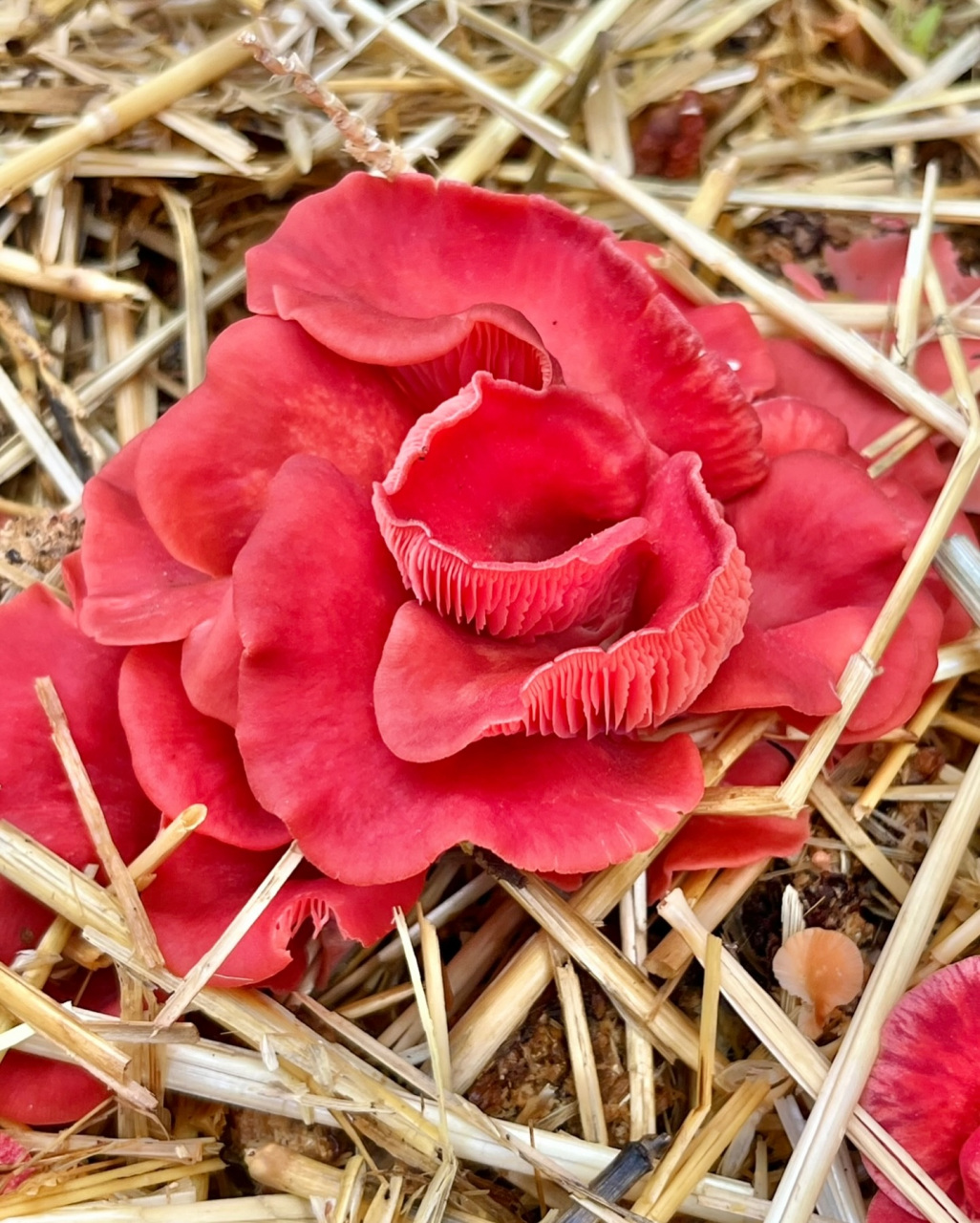春节假期最后一天的状态# 这可能是红色蘑菇,形状和纹理独特,美丽