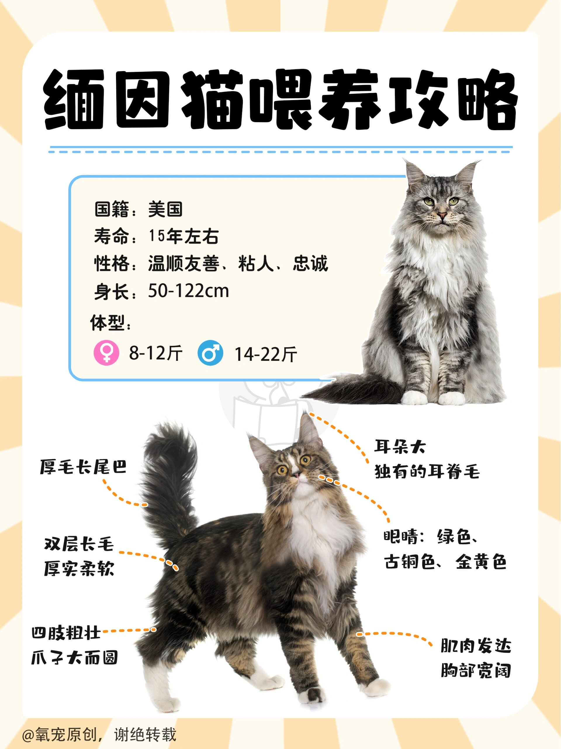 易烊千玺像缅因猫图片