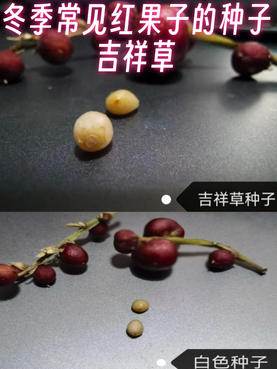 冬季常见红果子的种子-吉祥草  我最近对吉祥草这种植物产生了浓厚的