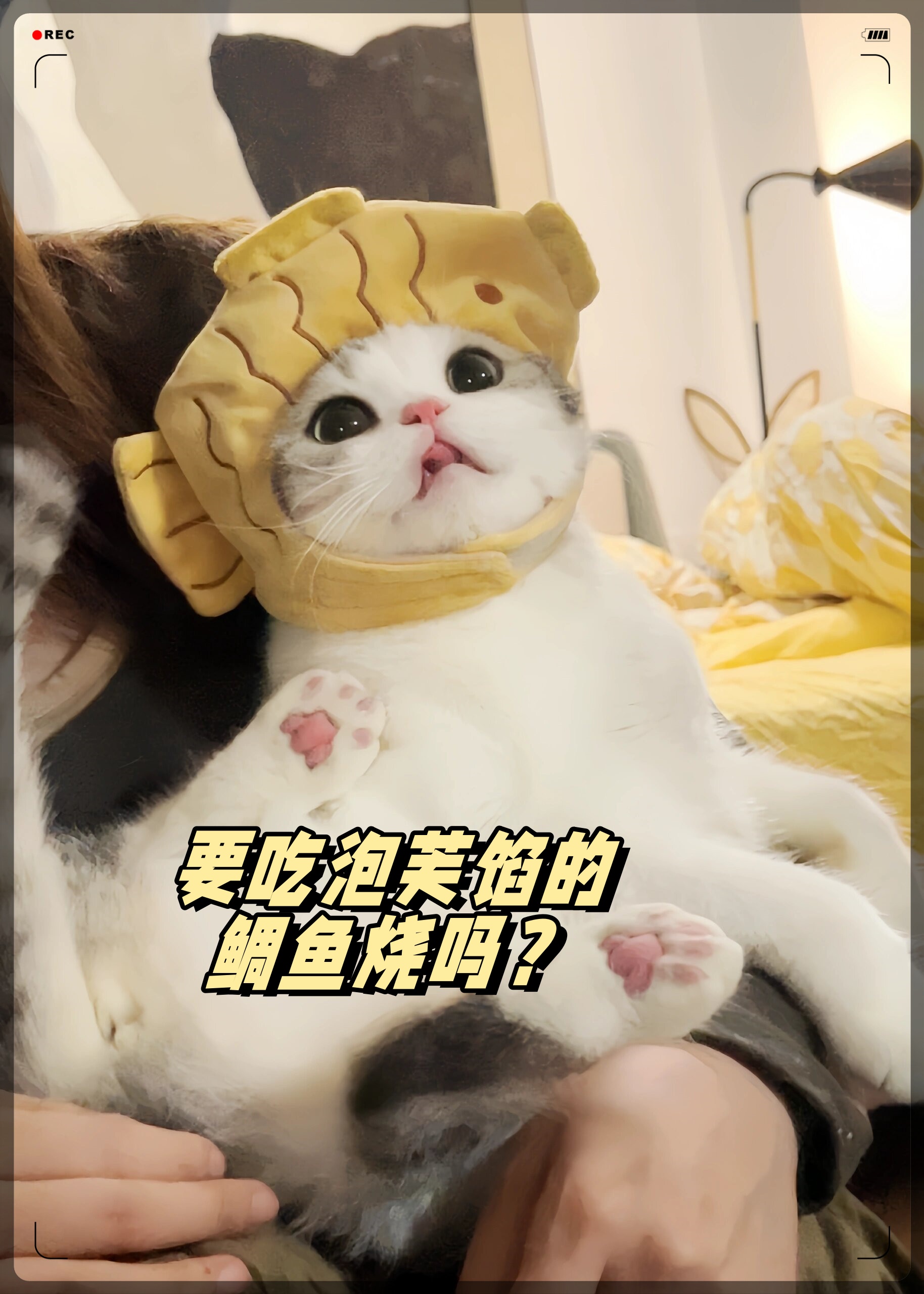 猫咪泡芙妈妈个人资料图片