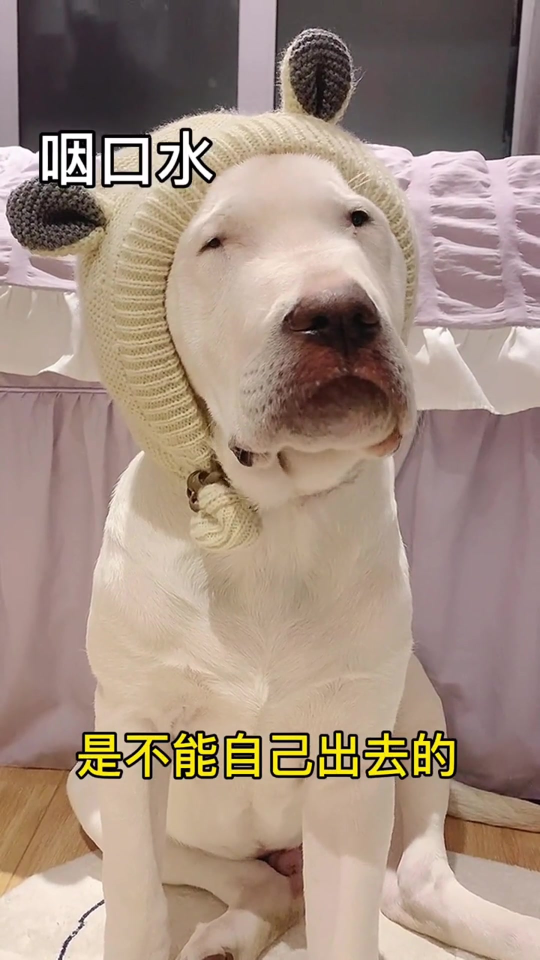 牛头梗眼睛差点儿忘记长了