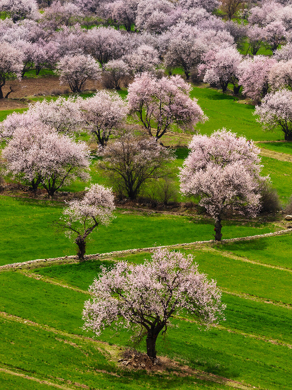 俯瞰田园风光,西藏波密倾多镇过了两侧桃花盛放的桃花沟,从桥上渡过