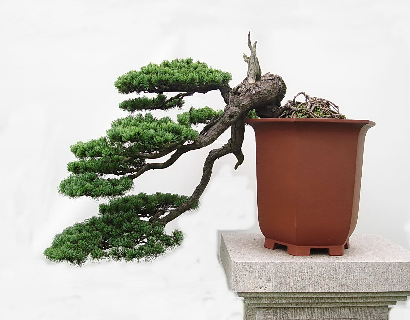 扬派盆景博物馆导游词