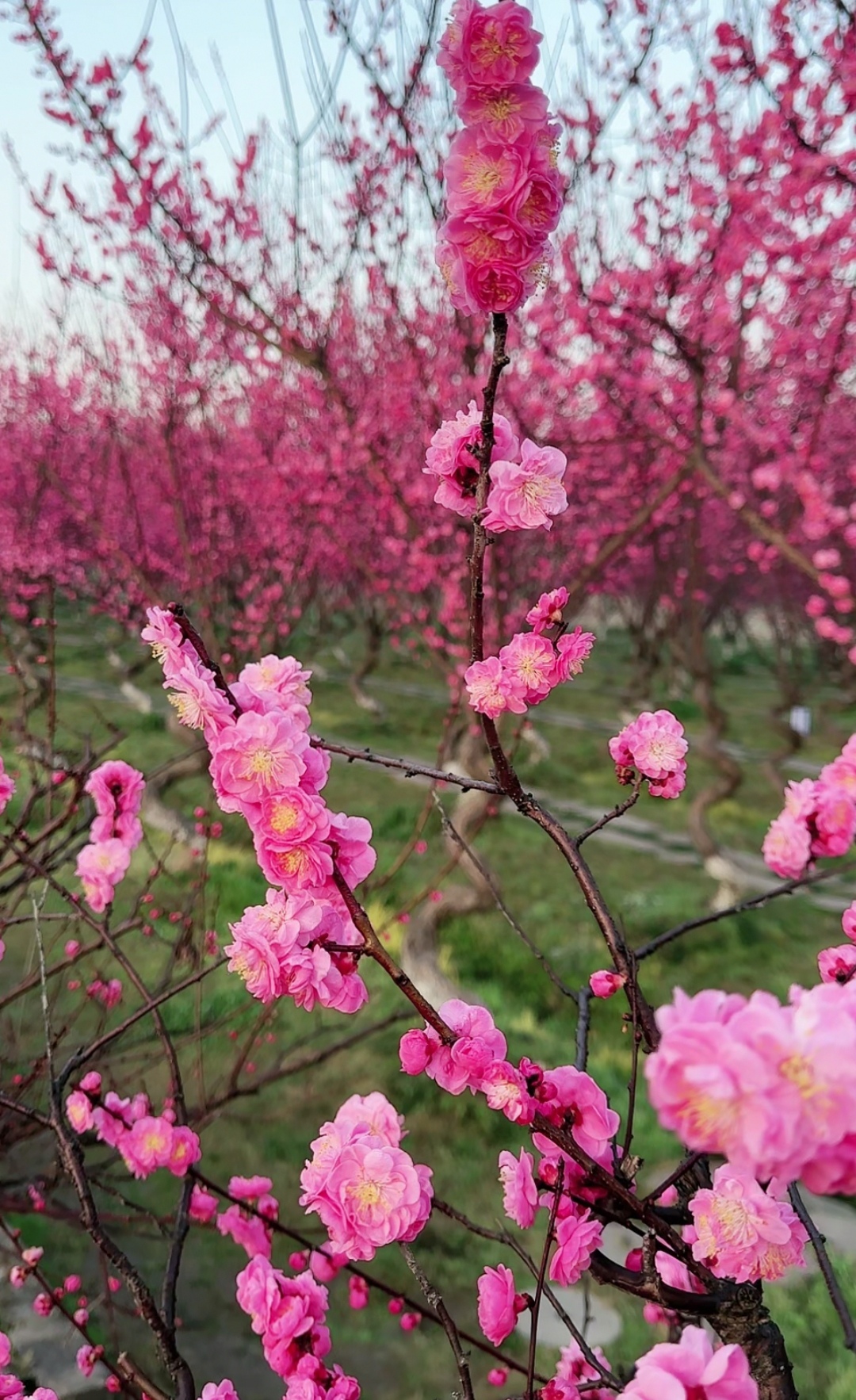 花里逢君别小尾巴图片