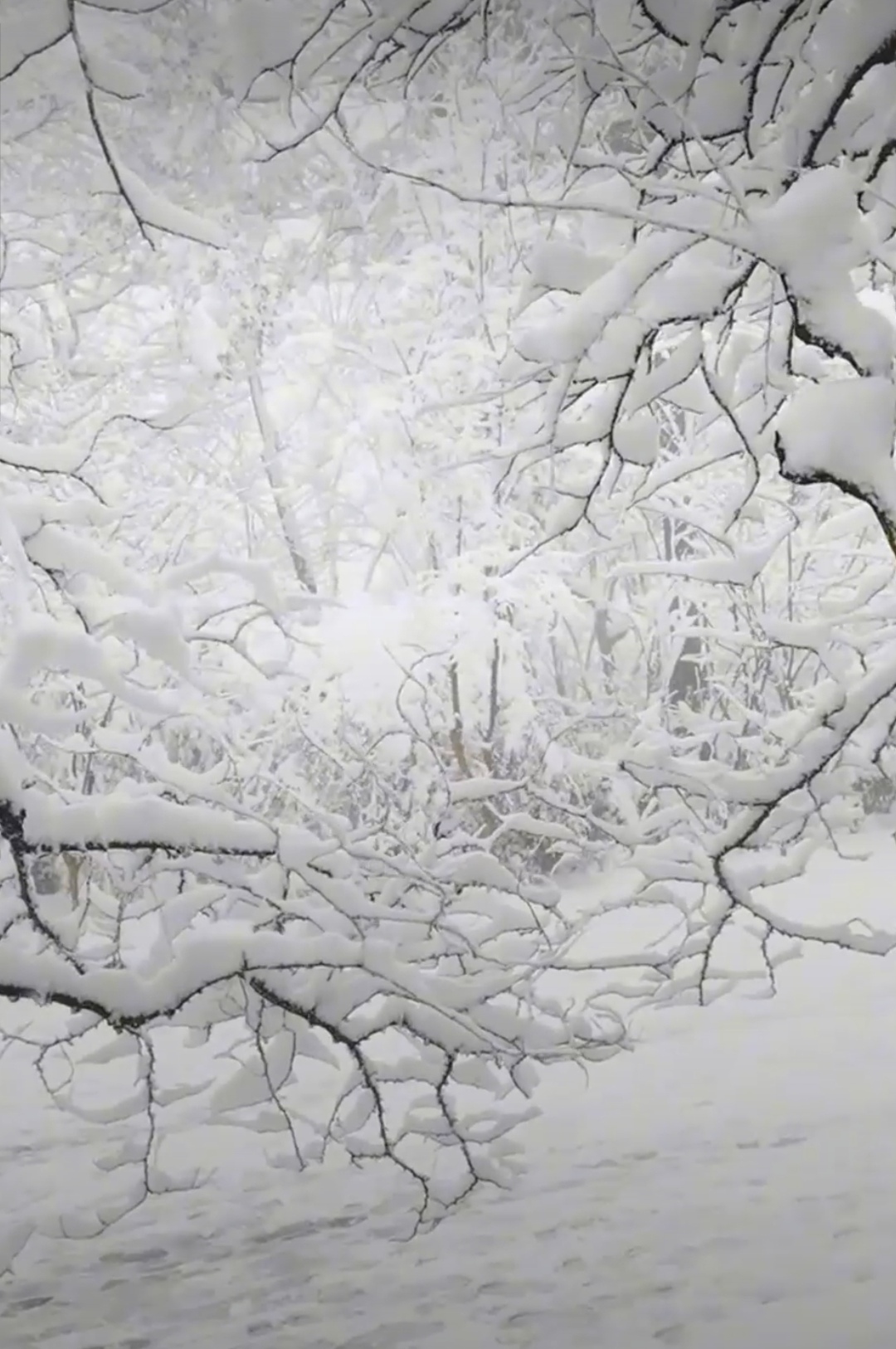 皑皑白雪,若浮云间图片