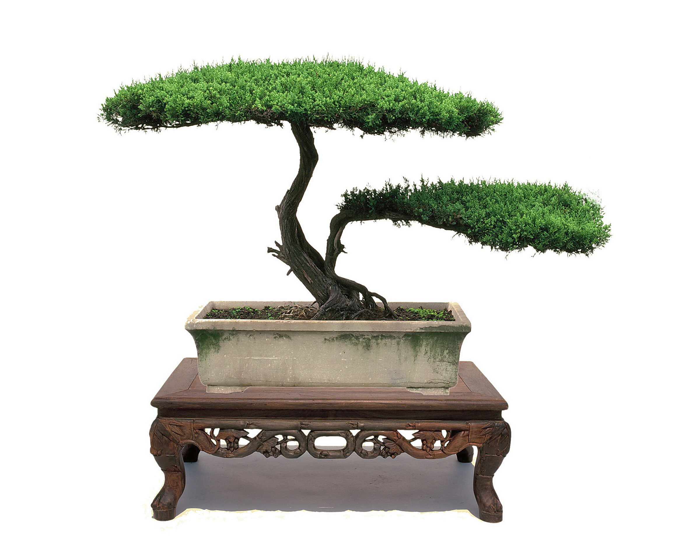 扬派盆景博物馆简介